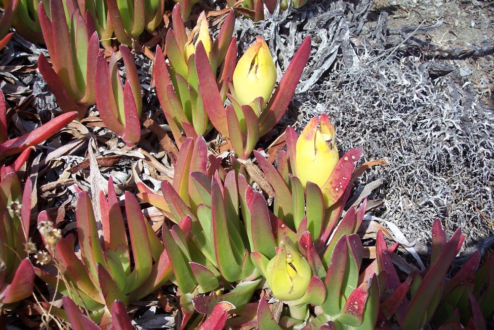 Invasiva delle spiagge - Carpobrotus edulis